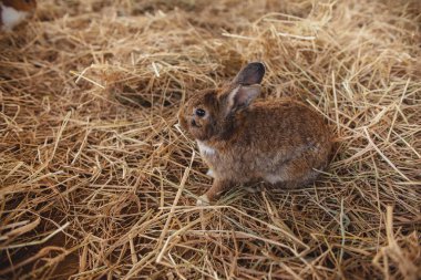 Samanlıklarda oturan sevimli bir tavşan. Çiftlik tavşanı. 