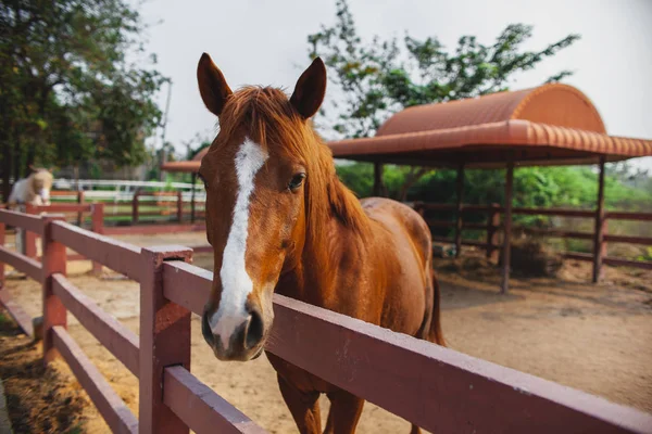 Young Horse  close up, curious animal. Horse\'s head, funny horse. Brown horse close-up. Farm pets.