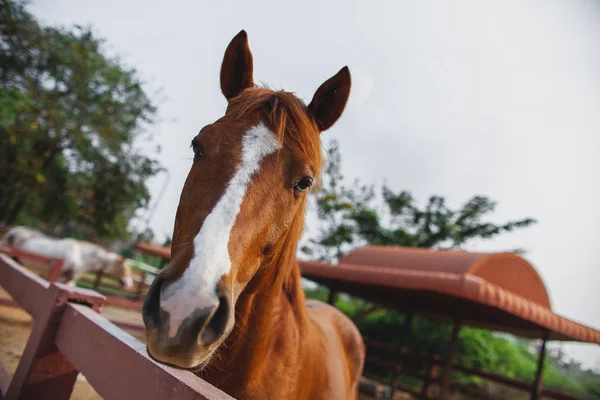 Cabeça Jovem Cavalo Perto Animal Curioso Cabeça Cavalo Cavalo Engraçado — Fotografia de Stock