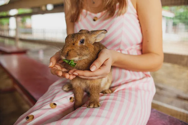 Girl Holds Rabbit Her Arms Friendship Animals People Cute Bunny — Stock Photo, Image