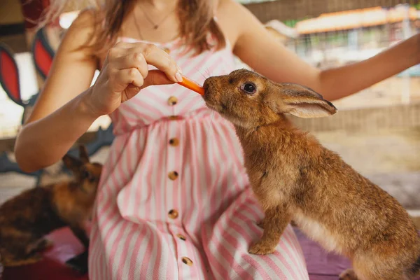 Девочка Держит Кролика Руках Дружба Животных Людей Симпатичный Кролик Ферме — стоковое фото