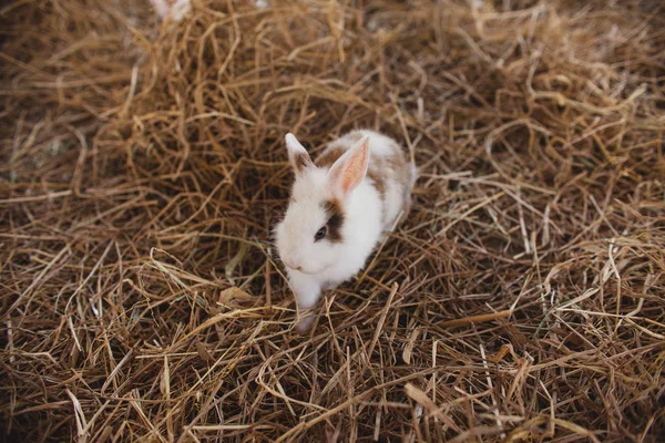 Cute Rabbit Sitting Haystacks Farm Bunny — Stock Photo, Image