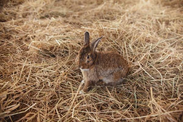 Coniglio Carino Seduto Sui Pagliai Coniglietto Pasqua — Foto Stock