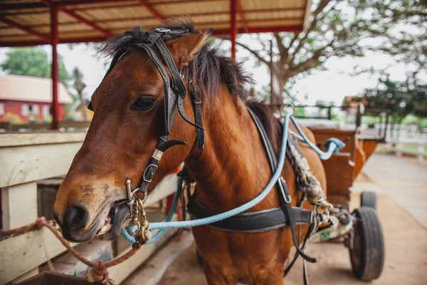 Beautiful horse is luckycart. Horse muzzle close-up in sun visors.
