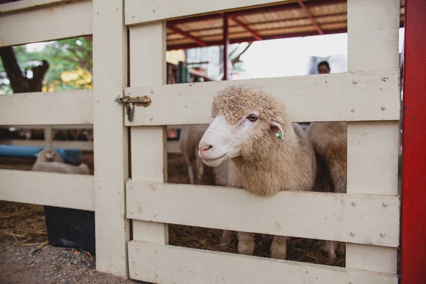 Овечья Ферма Овца Вытащила Голову Забора Прекрасные Домашние Животные — стоковое фото