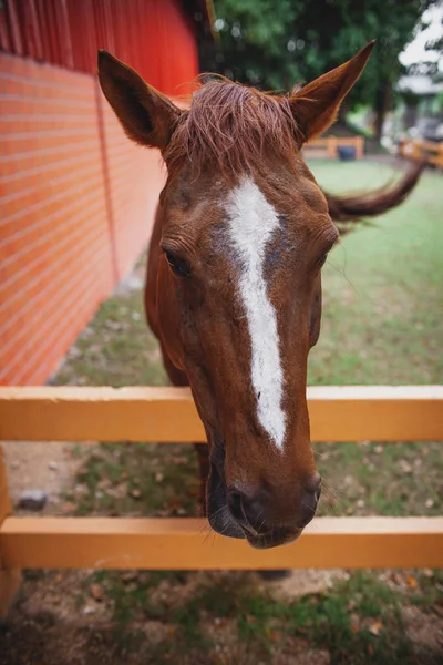 Young Horse\'s head close up, curious animal. Horse\'s head, funny horse. Brown horse close-up. Farm pets.