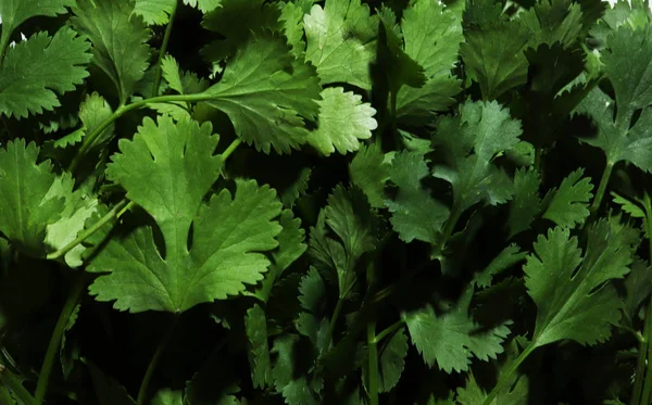 Fotografía de un montón de patrón de cilantro para el fondo de la comida — Foto de Stock