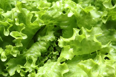 Yemek arkaplanı olarak Batavia marul salatası.