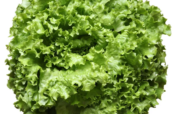 Fotografía de una ensalada de lechuga batavia aislada en blanco para ilustraciones de alimentos —  Fotos de Stock