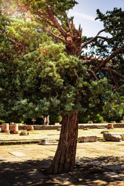 İtalya Trieste 'de Castello di San Giusto yakınlarındaki anıt parkında çam ağaçlarının olduğu eski bir sokak. Ağaçların arasından güneş parlıyor..