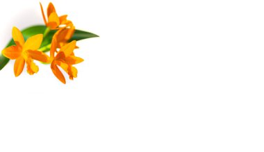 Metin yazmak için beyaz alanı olan izole edilmiş güzel turuncu orkide. Muhteşem çiçeğin makro yakın plan çekimini detaylandır. Posta, sevgililer günü ya da anneler günü kartları için ideal.