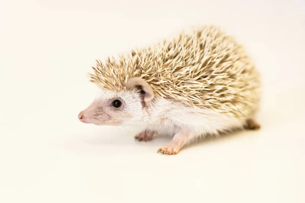 Niedliche Baby-Igel-Haustier auf einem weißen Tisch isoliert zu einem weißen Hintergrund. — Stockfoto