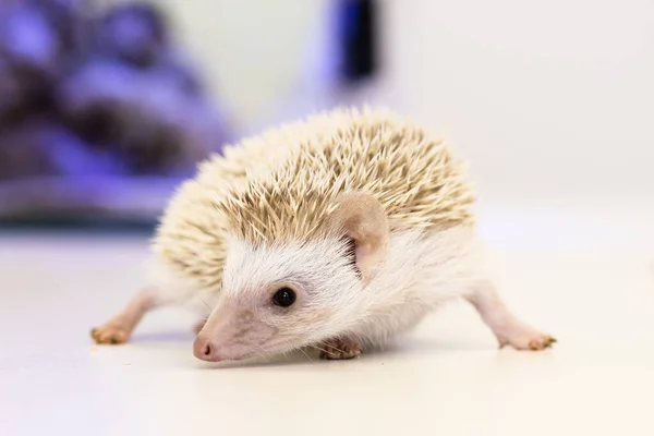 Cute baby hedgehog pet on a white table isolated to a white background. — Stockfoto