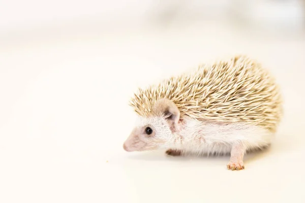 Lindo bebé erizo mascota en una mesa blanca aislado a un fondo blanco . — Foto de Stock