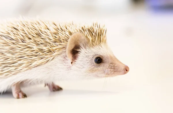 Cute baby hedgehog pet on a white table isolated to a white background. — Stock Photo, Image