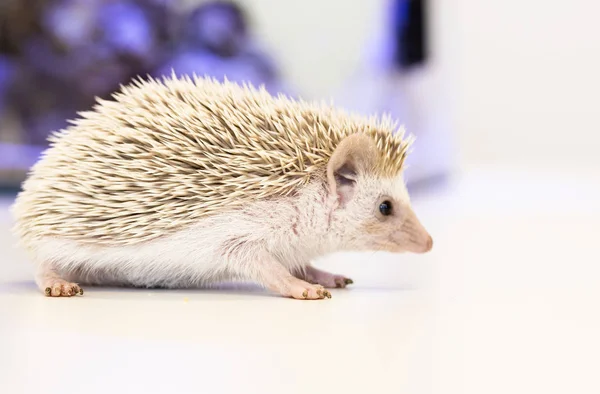 Cute baby hedgehog pet on a white table isolated to a white background. — Stockfoto