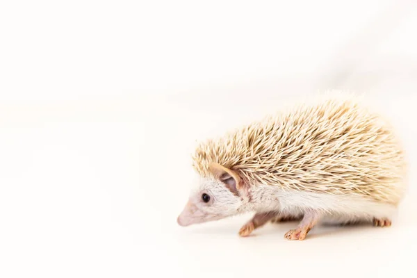 Lindo bebé erizo mascota en una mesa blanca aislado a un fondo blanco . — Foto de Stock