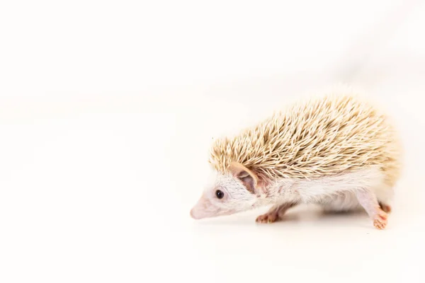 Lindo bebé erizo mascota en una mesa blanca aislado a un fondo blanco . — Foto de Stock