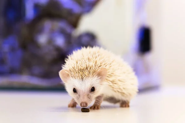 Lindo bebé erizo mascota en una mesa blanca aislado a un fondo blanco . — Foto de Stock