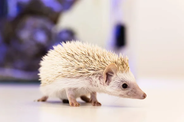 Cute baby hedgehog pet on a white table isolated to a white background. — Stockfoto