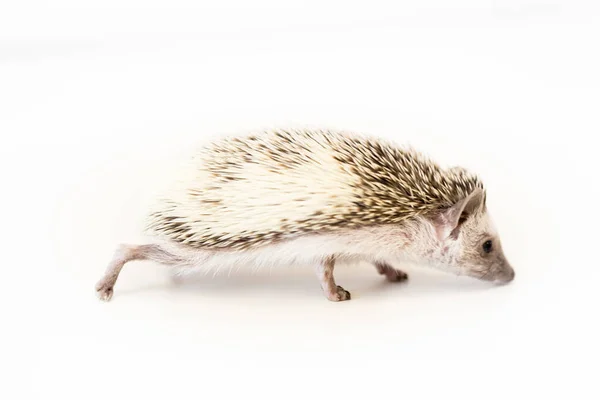 Lindo bebé erizo mascota en una mesa blanca aislado a un fondo blanco . — Foto de Stock