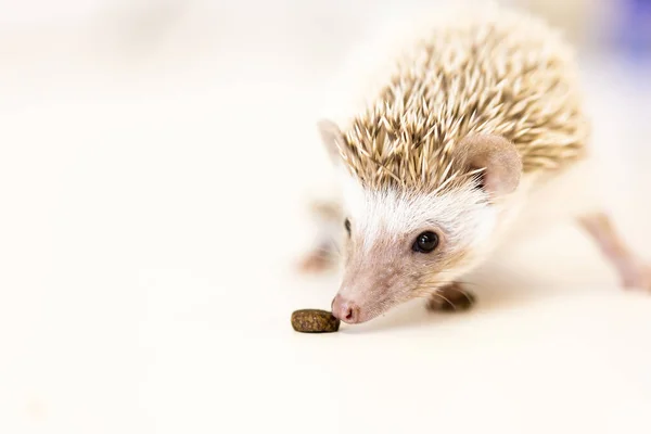 Lindo bebé erizo mascota en una mesa blanca aislado a un fondo blanco . — Foto de Stock