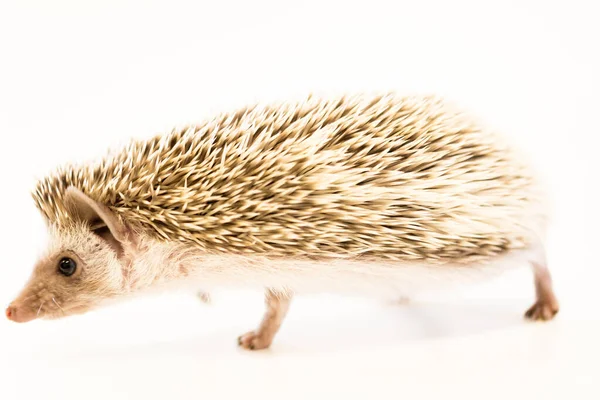 Cute baby hedgehog pet on a white table isolated to a white background. — Stockfoto