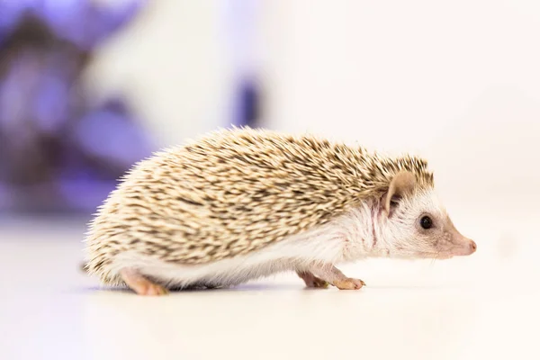 Lindo bebé erizo mascota en una mesa blanca aislado a un fondo blanco . — Foto de Stock