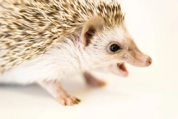 Cute baby hedgehog pet on a white table isolated to a white background. — Stockfoto