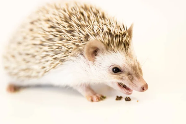 Cute baby hedgehog pet on a white table isolated to a white background. — Stockfoto