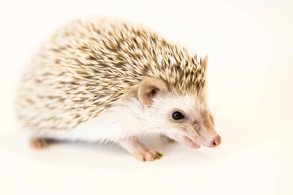 Cute baby hedgehog pet on a white table isolated to a white background. — Stock Photo, Image
