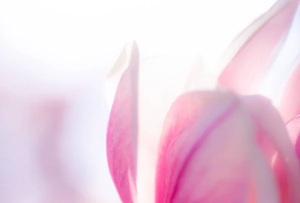 Nahaufnahme von schönen leuchtenden Magnolienblüten, die im Frühling blühen. perfekte Hintergrundaufnahme für Muttertag und Valentinstag mit Kopierraum. — Stockfoto