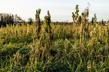 Sonbaharda hasat edilen mahsul tarlasında çirkin ve kurumuş ot.