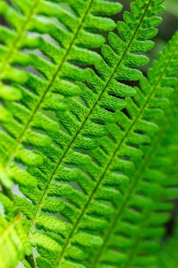 Parlak yeşil eğrelti otu yaprağının yakın plan çekimleri.