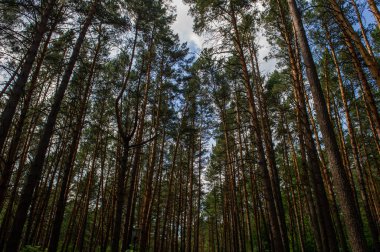 Güneşli bir yaz gününde kozalaklı Sibirya Ormanı