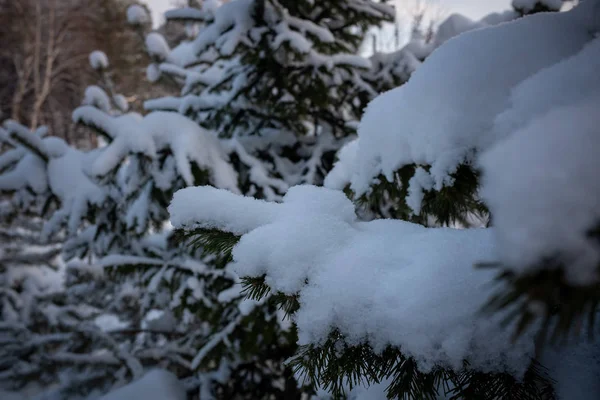 Зима Сибири Зимняя Сцена Деревья Лесу Покрытые Снегом — стоковое фото