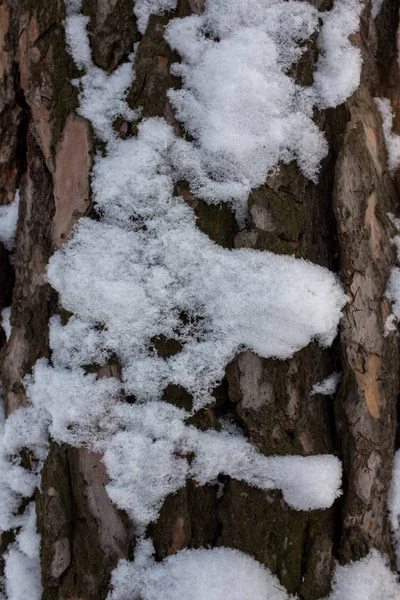 Konsystencja Drewna Iglastego Pokrytego Śniegiem — Zdjęcie stockowe