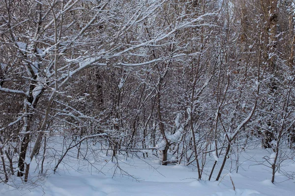 Zima Syberii Zimowa Scena Wysokie Drzewa Lesie Pokryte Śniegiem — Zdjęcie stockowe
