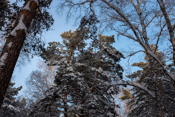 Zima Syberii Zimowa Scena Wysokie Drzewa Lesie Pokryte Śniegiem — Zdjęcie stockowe