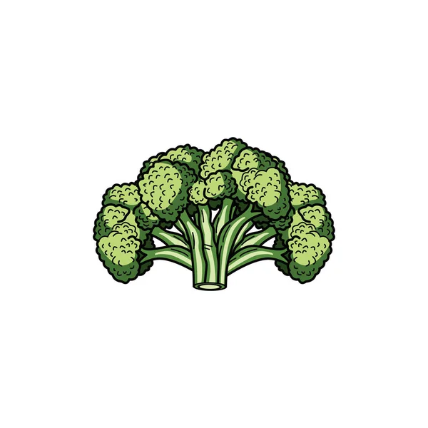 Gerçekçi Brokoli Vektörleri Logo Tasarım Şablonu — Stok Vektör
