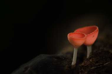 Şampanya mantar, mantar Kupası arka plan olarak