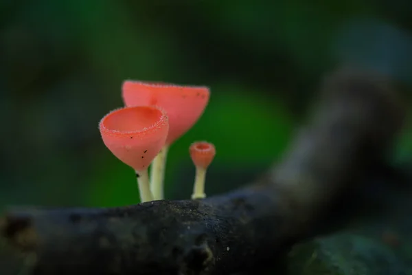 シャンパン キノコ、背景として菌カップ — ストック写真