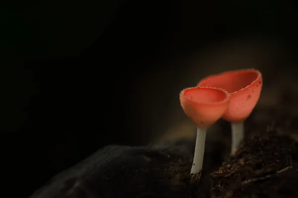 作为背景的真菌杯香槟蘑菇 — 图库照片