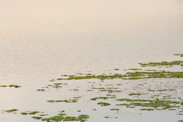 Río tranquilo en verano — Foto de Stock