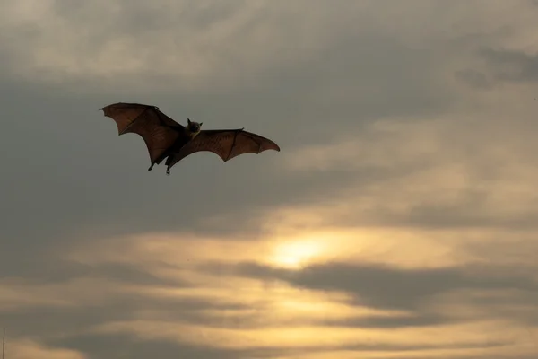 Silhuetas de morcego com iluminação por do sol - Festival de Halloween — Fotografia de Stock
