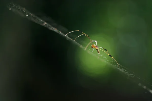 Aranha na teia como fundo — Fotografia de Stock