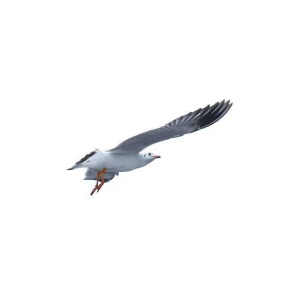 シーガル、空を飛んでいる鳥 — ストック写真