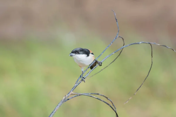 Pájaro (Shrike de cola larga) posado en la rama — Foto de Stock