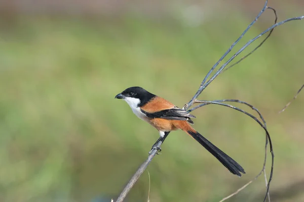 Pájaro (Shrike de cola larga) posado en la rama —  Fotos de Stock