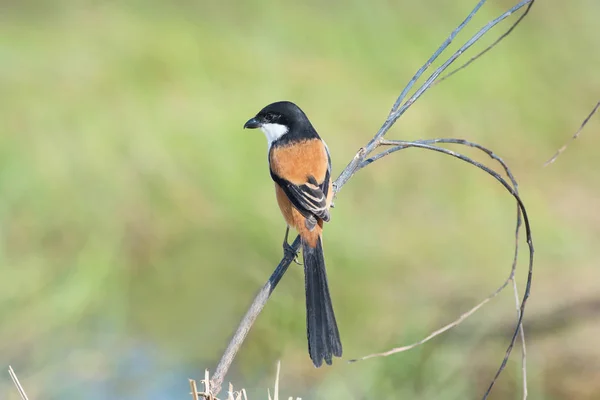 Pájaro (Shrike de cola larga) posado en la rama —  Fotos de Stock